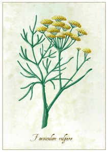 Foeniculum Vulgare