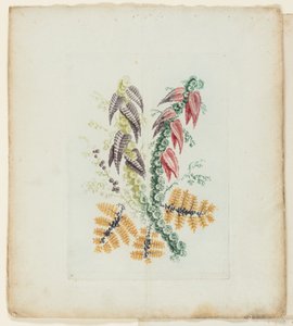 Plaat, uit Nieuwe Suite van Notitieboekjes van Ideale Bloemen voor Gebruik door Tekenaar en Schilder door Anne Allen