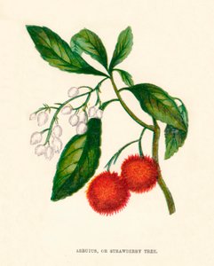Arbutus, of Aardbeiboom, ca. 1891, 1891