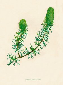 Gewone hoornblad, c1891