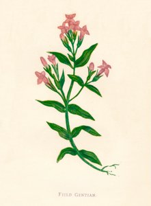 Veldgentiaan, ca. 1891, 1891