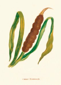 Grote lisdodde door Anne Pratt
