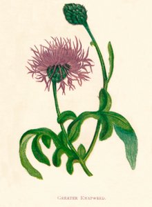 Grote Korenbloem