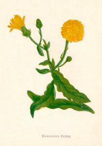 Havikskruid Picris