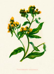 Ploughmans Spikenard door Anne Pratt