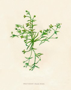 Liggende Parel-Wort, ca. 1891