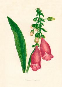 Paarse vingerhoedskruid, ca. 1891