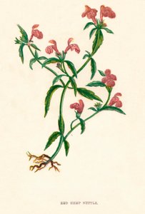 Rode Hennepnetel, ca. 1891