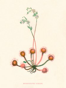 Rondbladige zonnedauw, ca. 1891