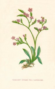 Rechte stekelige zeelavendel, ca. 1891 door Anne Pratt