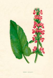 Houtbetonie, c1891, 1891