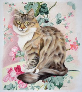 Langharige cyperse kat