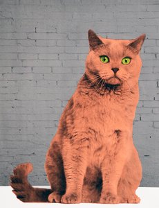 Iedereen wil een kat zijn door Anne Storno