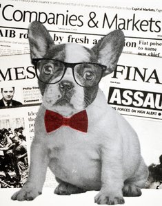 Wall Street Hond, 2015
