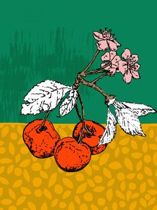 Kersenbloesems