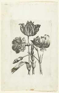 Anjer, tulp en lelie door Anonymous
