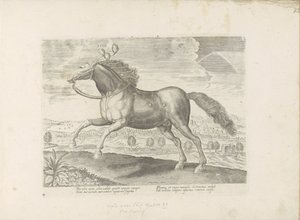 Arabisch paard door Anonymous
