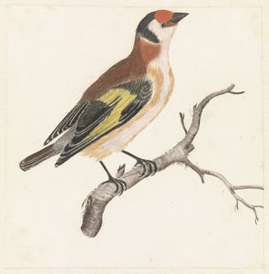 Distelvink op een tak