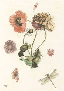 Drie papavers, twee vlinders, een vlieg en een libelle door Anonymous