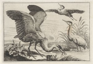 Drie reigers