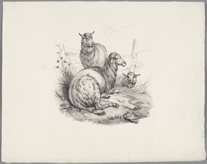 Drie schapen bij een hek door Anonymous
