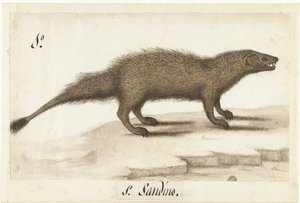 Egyptische ichneumon door Anonymous