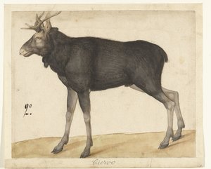 Eland door Anonymous