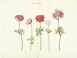 Vijf studies van anemonen door Anonymous