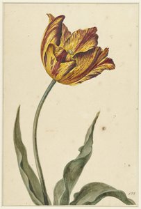 Geel-oranje-rode tulp door Anonymous