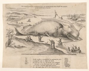 Gestrande walvis bij Antwerpen, 1577 door Anonymous