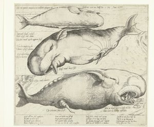 Gestrande walvis bij Antwerpen, 1577