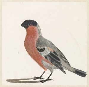 Goudvink