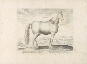 Hengst uit Anatolië door Anonymous