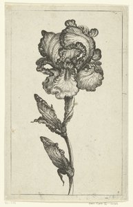 Iris door Anonymous