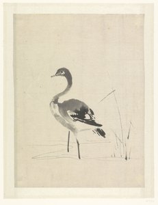 Jonge kraanvogel