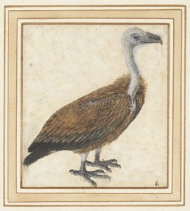 Jonge vale gier (Gyps fulvus) door Anonymous