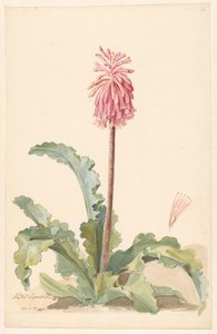 Kaapse Aletris in landschap met detail van stamper door Anonymous