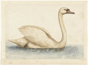 Knobbelzwaan