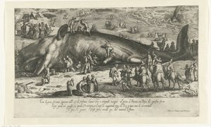 Kopie van de gestrande walvis bij Berckhey van 1598 als de walvis gestand bij Ancona in 1601