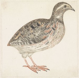 Kwartel