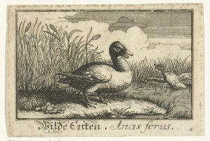 Landschap met wilde eend door Anonymous