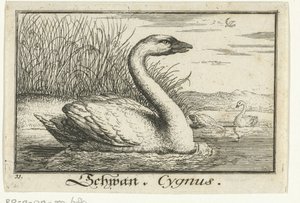 Landschap met zwaan door Anonymous