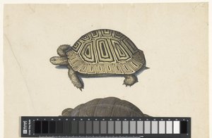 Landschildpad door Anonymous