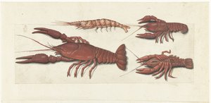Langoustine, twee rivierkreeftjes en garnaal (Lombard album)