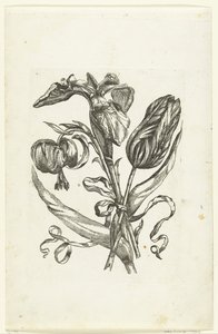 Lelie, iris en tulp door Anonymous