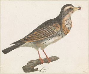 Lijster met een bes in de bek