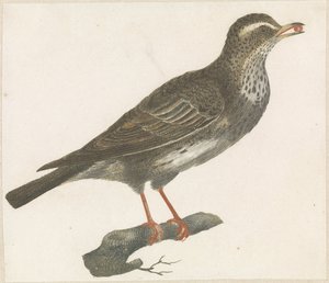 Lijster met een bes in de bek