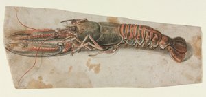 Kreeft (recto) door Anonymous