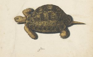 Moerasschildpad (Lombard album) door Anonymous