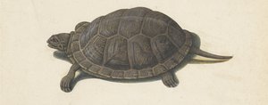 Moerasschildpad (Lombard album)